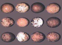 �������� ������� ���