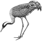 ������� �.�. �������