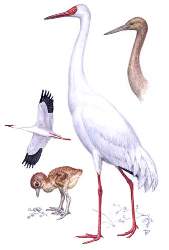 ������� �.�. ��������