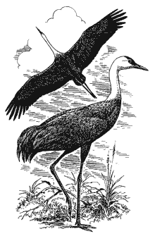 ������� �.�. �������