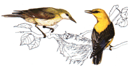 ����� � �����