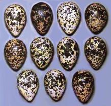 �������� ������� ���