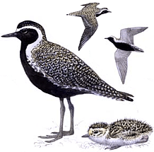 ������� �.�. ��������