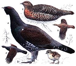 ���. �.�. �������