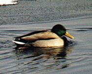 ����: �.�. �������