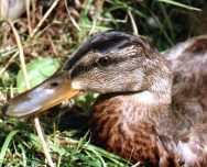 ����: �.�. ����������