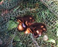 ����: �.�. ����������