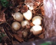 ����: �.�. ����������