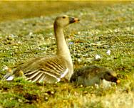 ����� � �����. ���� �.�. ���������