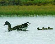 �������. ���� �.�. ���������