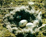 ������ ��������� ���������. ���� �.�. ���������