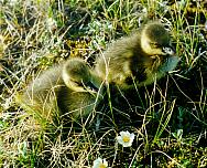 ������� ������. ���� �.�. ���������