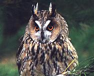 ����: �.�. ��������