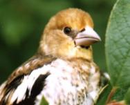 ������������ �������. ���� �.�. ��������