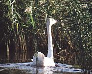 ����: �.�. �������