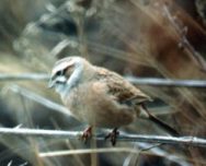 ���������� �������