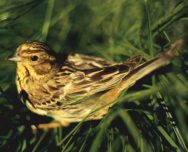 ������������ �������. ���� �.�. �������