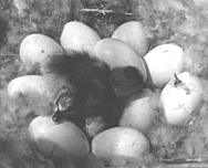 ����: �.�. ����������