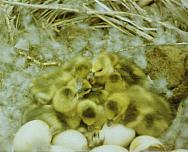 ����: �.�. ����������