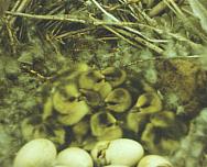 ����: �.�. ����������