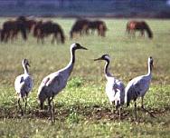 ����� �������. ����: �.�. ����������