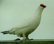 ����: �.�. ��������