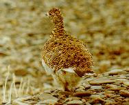 ����: �.�. ��������