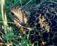 ����: �.�. ��������