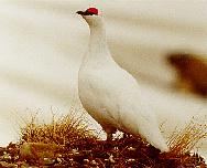 ����: �.�. ��������