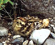 ����: �.�. ������