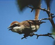 ��������� �����. ����: �.�. �������