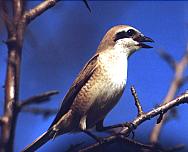 ��������� �����. ����: �.�. ������