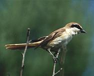 ��������� �����. ����: �.�. �������