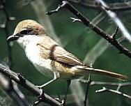 ��������� �����. ����: �.�. �������