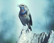 ������ ����� (����: �.�. ������)