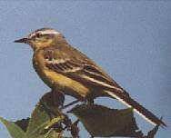 ���� �.�. ��������