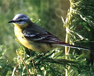 ���� �.�. ��������