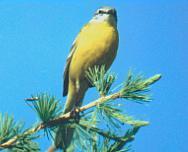 ���� �.�. ��������