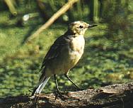 ����: �.�. �������