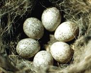 ������ ������������� ����������