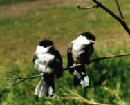 ����: �.�. ����������