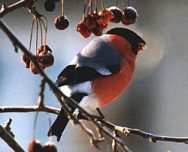 ����: �.�. ��������