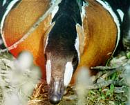 ����� �� ������ (����: �.�. ��������)