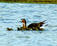 ������� ������� ������� (����: �.�. ��������)