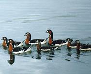 ������� ������� ���� (����: �.�. ��������)