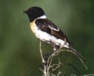 ������������ ����� (�����). ���� �.�. ��������