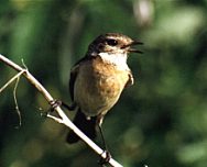 ������������ ����� (�����). ���� �.�. ��������