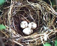 ������. ���� �.�. �������