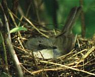 ������-��������� �� ������. ���� �.�. �������