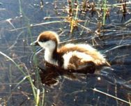 ����: �.�. ����������